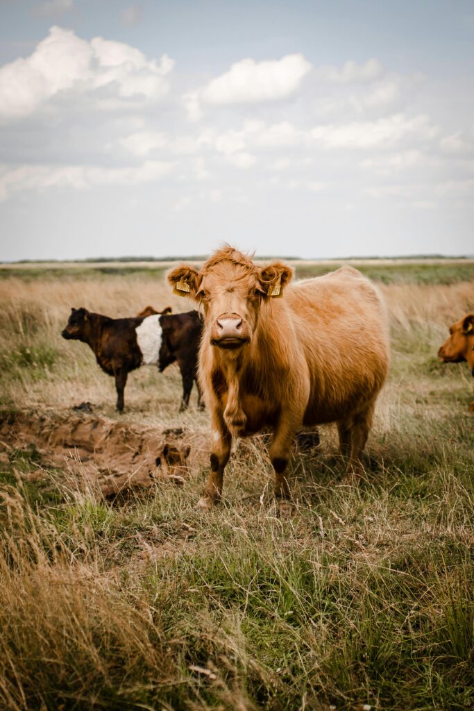 A serene scene of cows roaming in a Danish countryside field, showcasing rural life.